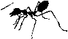 ant