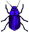 beetle